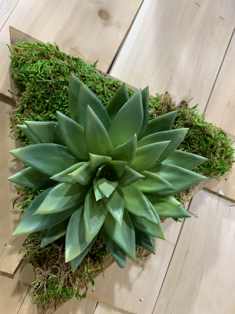Wall succulents Triangle - tuttostyle4u