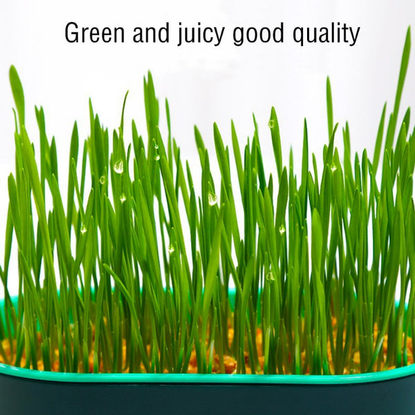 Cat Grass Planting Box Growing Kit Hydroponic Soil-Free - tuttostyle4u