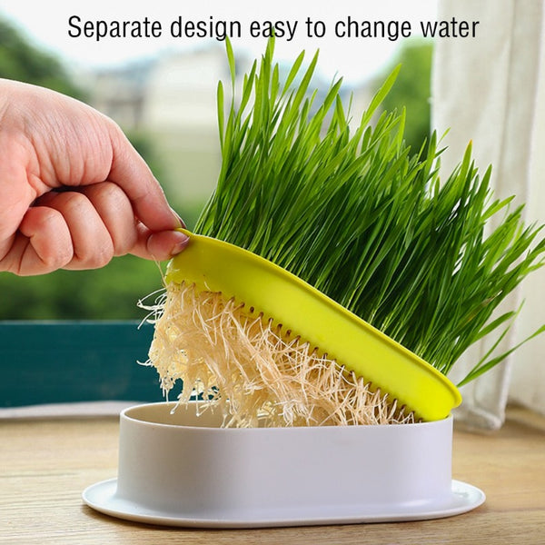Cat Grass Planting Box Growing Kit Hydroponic Soil-Free - tuttostyle4u
