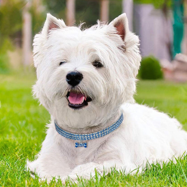 Pet Collar Blind - tuttostyle4u